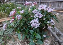 Image result for Pentas longiflora