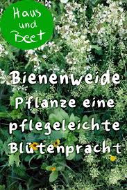 Bienenweide Pflanze Eine Pflegeleichte Blutenpracht Pflanzen Bienenfreundliche Pflanzen Bienenfreundlicher Garten