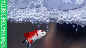Keep in mind, that for best growth rate, you need to feed them high protein food. Hundreds Of Newly Hatched Baby Betta Koi S 10th Day Update Youtube