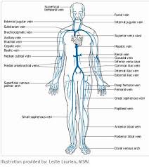 The largest artery in the body; 34 Label The Major Systemic Arteries Labels Database 2020