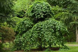 Maybe you would like to learn more about one of these? 19 Best Types Of Weeping Trees