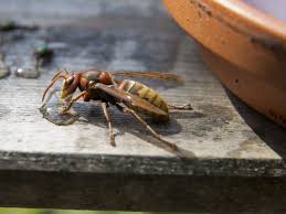 Alle verfügbaren wohnungen sind mit markiert. Das Leben Der Wespe Rhein Main