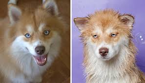 She will put up with a bath or come to the hose if she's thirsty. 89 Funny Dog Pics Before And After A Bath Bored Panda