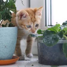 Weintrauben und weitere giftige lebensmittel und pflanzen für hunde | midoggy community. Giftige Pflanzen Fur Katzen Brigitte De