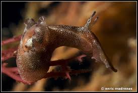 Image result for Hermannia parvula