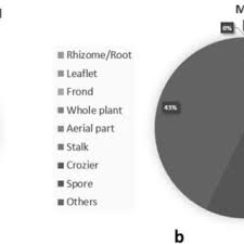 Image result for Menisorus pauciflorus