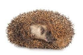 European Hedgehog On White Wall Paid Paid Paid Hedgehog White Wall European Web Design Tutorials Design White Walls