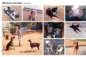 Average dog boarding rates are $25 per day, $40 per night, $150 per week, or $500 per month depending on where you live, the size of your dog, and how long of a stay your pet needs. Bhairav Camps Dog Boarding Facility Home Facebook