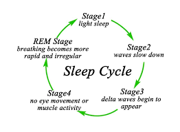 What Do Dogs Dream About Rem Sleep Sleep Cycle Chart