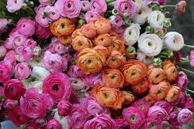 Flowers for anyone who can't sleep. 2018 In Review B Side Farm