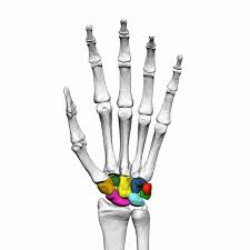 Cozy fall vector lettering set. 7 6c Carpals Metacarpals And Phalanges The Hand Medicine Libretexts