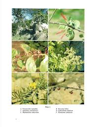 Image result for Agelanthus sansibarensis