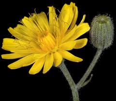Image result for Crepis