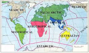 Download mewarnai gambar burung indonesia alamendah s blog. 6 Zona Persebaran Fauna Di Dunia Menurut Alfred Russel Wallace Guru Geografi