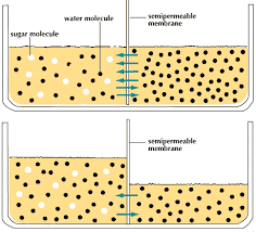 Osmosis is when a substance crosses a semipermeable membrane in order to balance the concentrations of another substance. Osmosis Definition Examples Facts Britannica