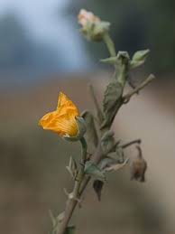 Image result for Abutilon indicum