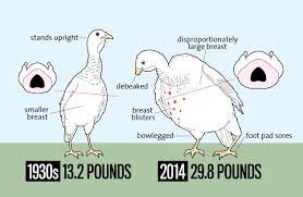 At 6 months a heritage turkey has not even finished growing it's frame, or started to put on much weight, so it would make a very skinny processed bird! Look How Much Bigger Thanksgiving Turkeys Are Today Than In The 1930s Mother Jones