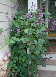 Many gardeners actually prefer this look. 43 Purple Hyacinth Bean Ideas Hyacinth Hyacinth Bean Vine Plants