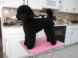 Black And White Standard Poodle Teddy Bear Cut Pin On Favorite Dogs
