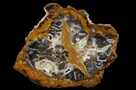 Image result for Parkeriaceae