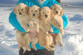 Maybe you would like to learn more about one of these? Pot O Gold Kennel Home Facebook