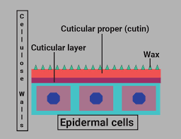 Although they serve a number of important functions, their primary role is to protect from a variety of harmful factors (environmental stressors) including microbes. Learn Tissue System Epidermal Tissue System Epidermis In 4 Minutes