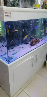 Istanbul Esenyurt Da Petshop Googlereklamcim Com