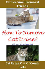 Cat Spraying White Vinegar Cat Pee Cleaner How To Get Rid Cat Urine Smell Out Of Carpet Removing Cat Spray From F Male Cat Spraying Cat Urine Remover Cat Spray