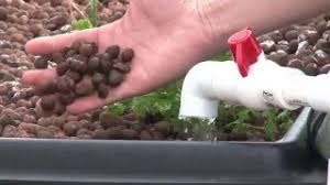 Backyard aquaponics in australia can be succesfully used to grow healthy vegetables and fish aquaponics kits are available for purchase from aquaponics stores in australia if you want a ready. Indoor Backyard Aquaponics Kit For Easy Home Farming Gardening Youtube
