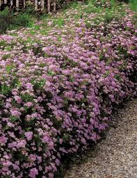 Image result for Spiraea japonica ´Little Princess