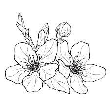 Download Flower Cherry Blossoms Drawing Stock Illustration Illustration Of Oriental Nature 50958029 Cherry Blossom Drawing Flower Drawing Flower Sketches
