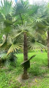Image result for Coccothrinax