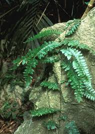Image result for Arthropteris palisotii