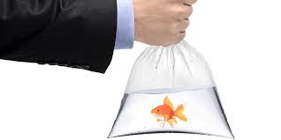 When does raw fish go bad in the fridge? How Long Can Aquarium Fish Stay In A Bag Aquarium Sphere