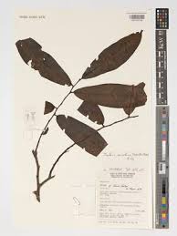 Image result for isolona lebrunii