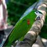 21 Parrots Rescued In Tucson Hoarding Investigation