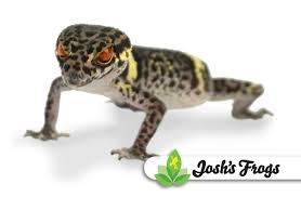 Chinese Cave Gecko Husbandry And Care Joshs Frogs How To