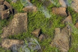 Image result for Isoetes welwitschii