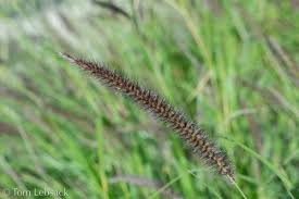 Image result for Cenchrus ciliaris
