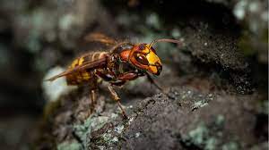 Sie ist nicht sehr groß aber gemütlich. Sind Hornissen Wirklich Gefahrlicher Als Wespen