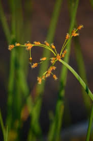 Image result for Schoenoplectus muricinux