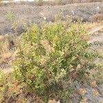 Image result for Pluchea dioscoridis