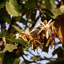 Image result for Pterospermum acerifolium