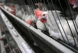 What makes a chicken cage-free? California ballot measure would spell it out
