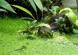 Image result for Stylochaeton borumensis