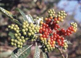 Image result for Solanum giganteum
