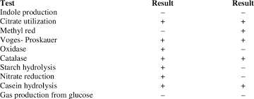 Flow Chart Gram Positive Bacilli Identification Fresh 8 Best