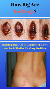 If You Have Ever Wondered How Big Bed Bugs Are Check Out