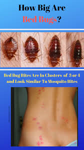 if you have ever wondered how big bed bugs are check out