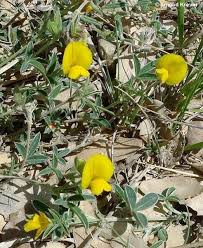 Image result for Argyrolobium